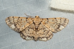 Chrysoblephara chrysoteucta