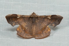 Fascellina albicordis