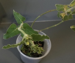 Oxypetalum coeruleum