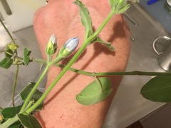 Oxypetalum coeruleum