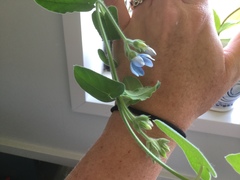 Oxypetalum coeruleum