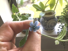 Oxypetalum coeruleum