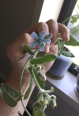 Oxypetalum coeruleum