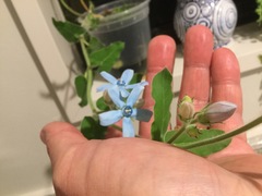 Oxypetalum coeruleum