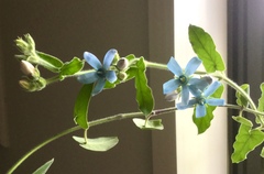 Oxypetalum coeruleum