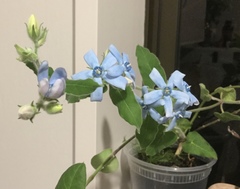 Oxypetalum coeruleum