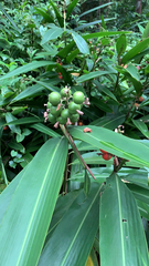 Alpinia zerumbet
