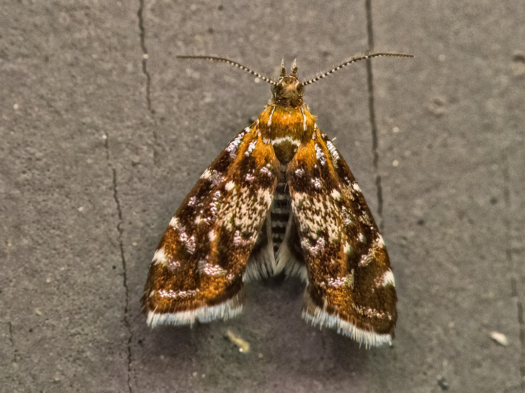 Small Twitcher