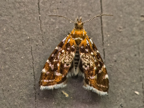 Small Twitcher