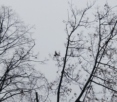 Turdus pilaris
