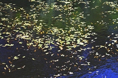 Potamogeton cheesemanii