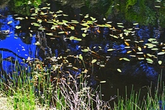 Potamogeton cheesemanii