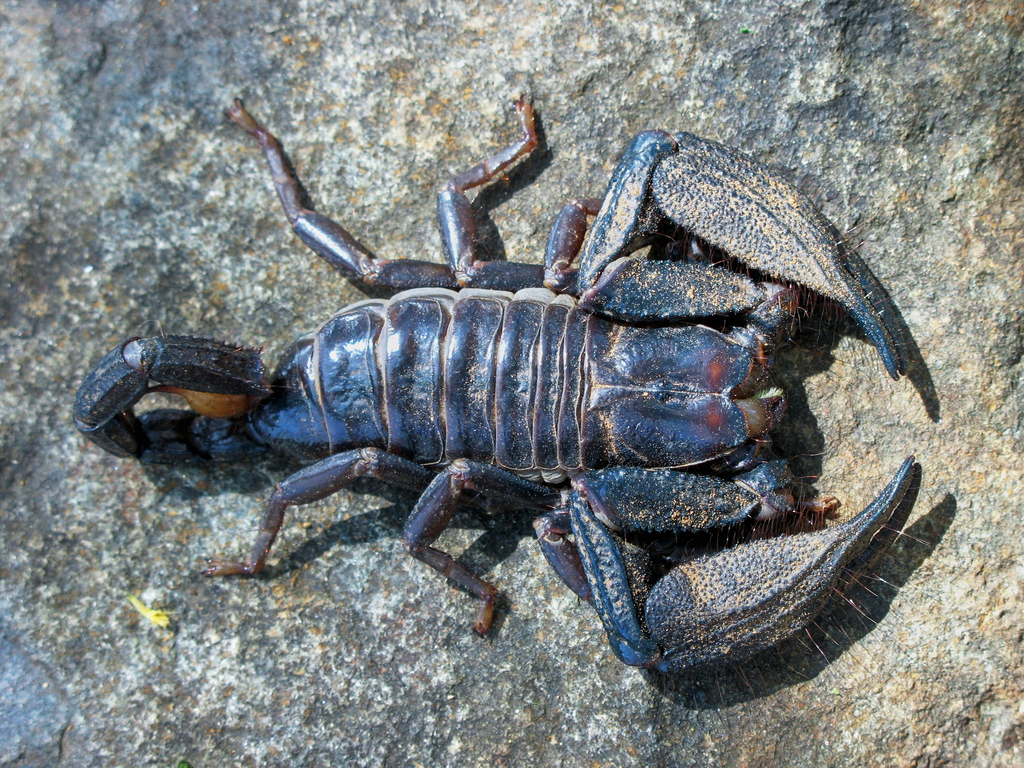 Peninsular Black Scorpions