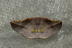 Garaeus altapicata