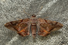 Hypochrosis binexata