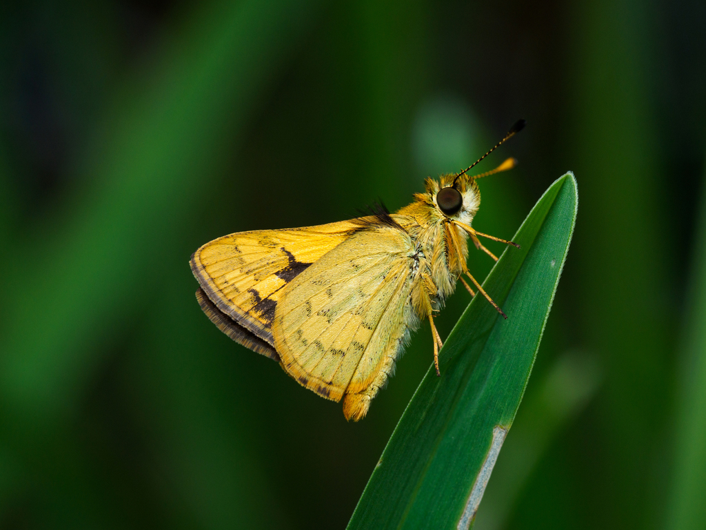 Green Grass-dart