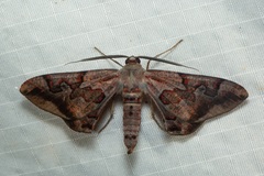 Hypochrosis binexata