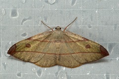 Hypochrosis hyadaria