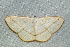 Lomographa luciferata