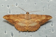 Luxiaria amasa