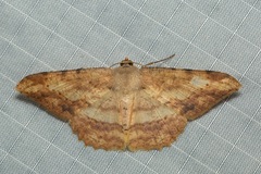 Luxiaria amasa