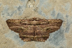 Menophra subterminalis