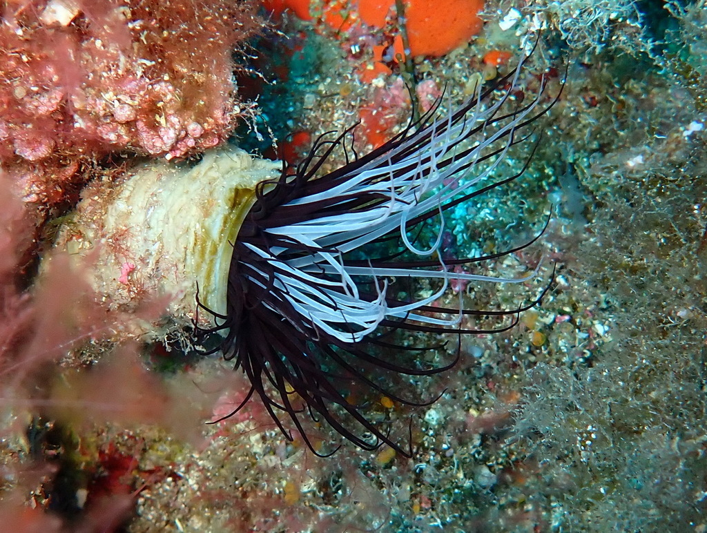 Photo of Giant Med cerianthid (Pachycerianthus dohrni)