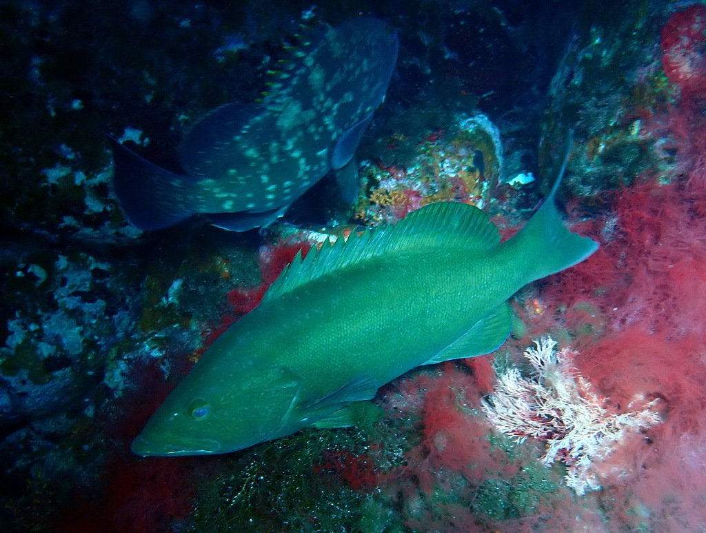 Mottled grouper (Mycteroperca rubra) — Serranidae