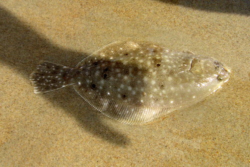 Summer Flounder