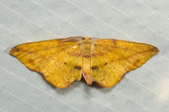 Omiza miliaria
