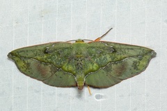 Omiza lycoraria