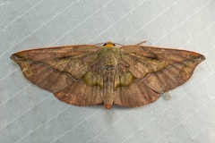 Omiza lycoraria