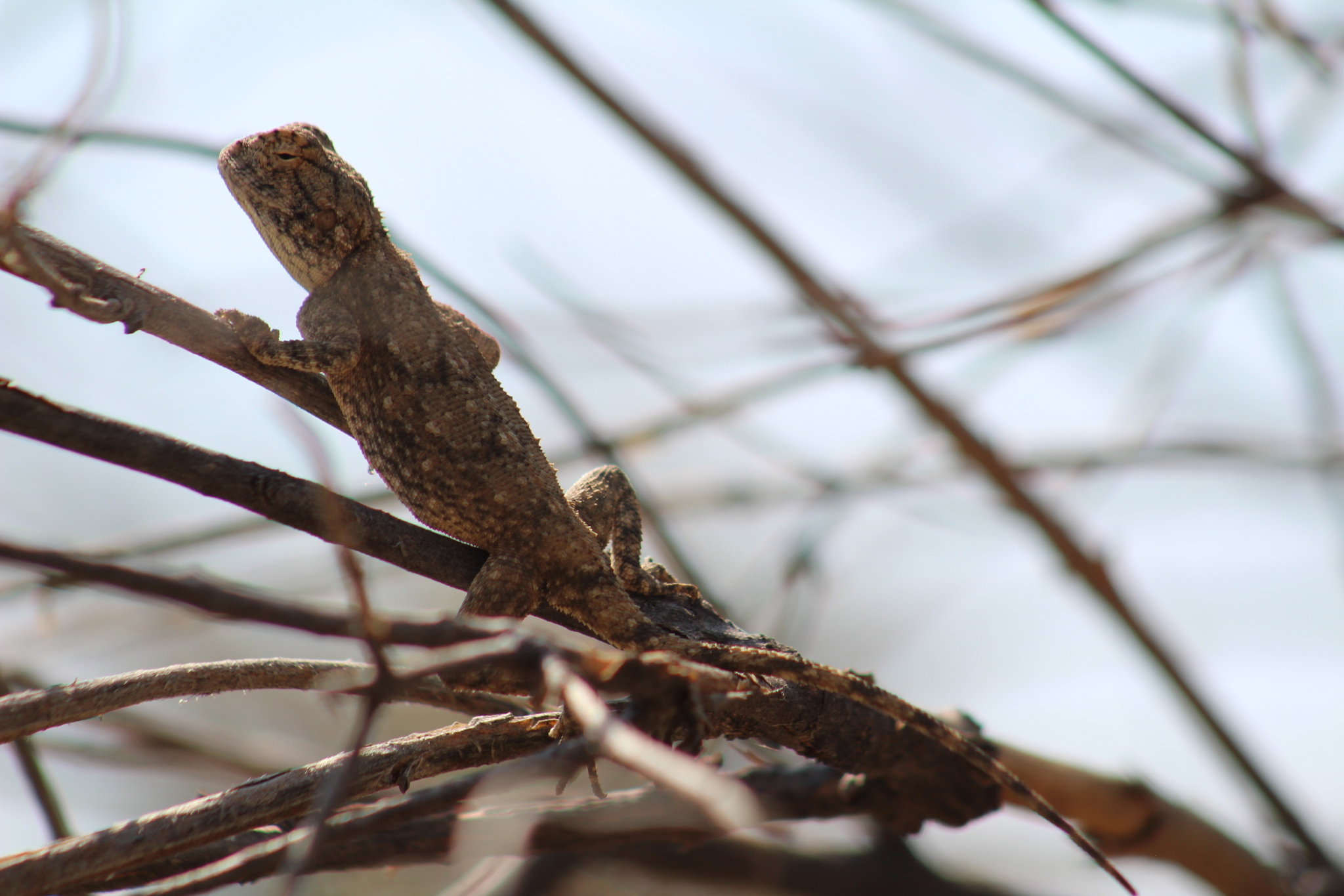 Agama anchietae Bocage, 1896