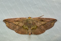 Omiza lycoraria