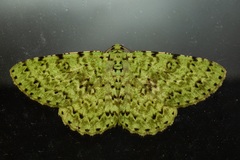 Ophthalmitis viridior