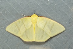 Ourapteryx incaudata