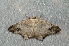 Oxymacaria temeraria