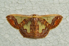 Peratophyga xanthyala