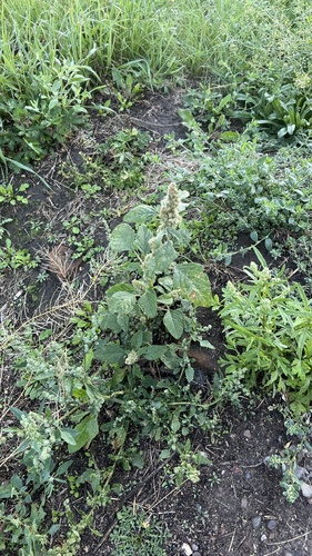 Redroot Amaranth