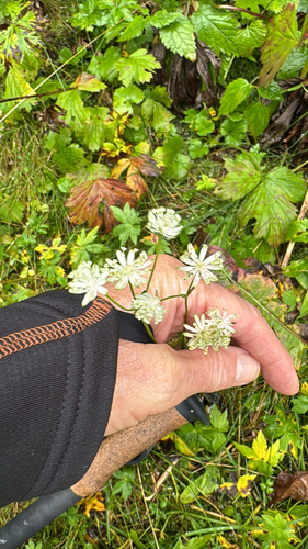 Carnic masterwort (Astrantia carniolica)