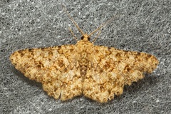 Racotis boarmiaria