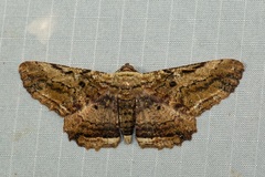 Ruttellerona lithina
