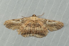 Ruttellerona lithina