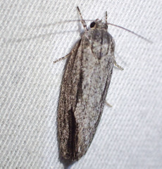 Agriophara leptosemela