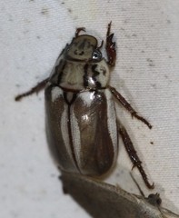 Anoplognathus abnormis