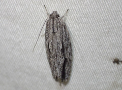 Agriophara leptosemela