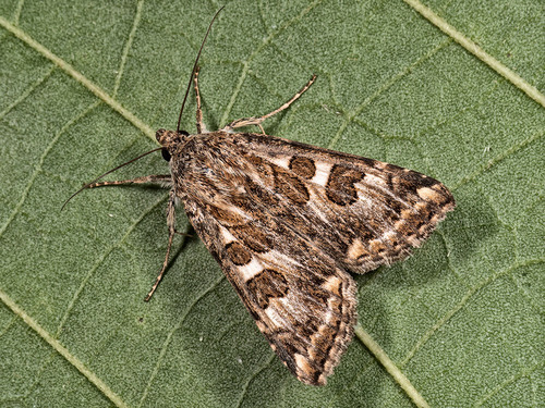 Protoschinia scutosa (Denis & Schiffermüller), 1775