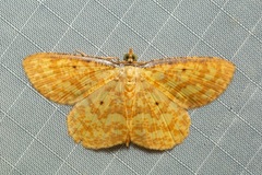 Synegia