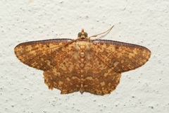Synegia
