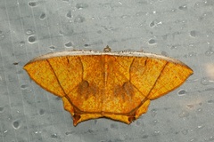 Thinopteryx crocoptera